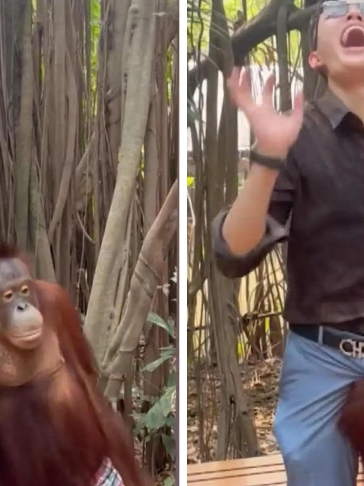 Bei einem Foto-Termin mit einem Orang-Utan bekommt dieser Mann mehr, als er eigentlich wollte – denn das Tier geht ihm nach ein paar harmlosen Posen an die Wäsche! Die bis zu 120 Kilogramm schweren Tiere haben eine gewaltige Kraft in ihren Händen, mit der sie die Weichteile des Touristen dauerhaft schädigen könnten.