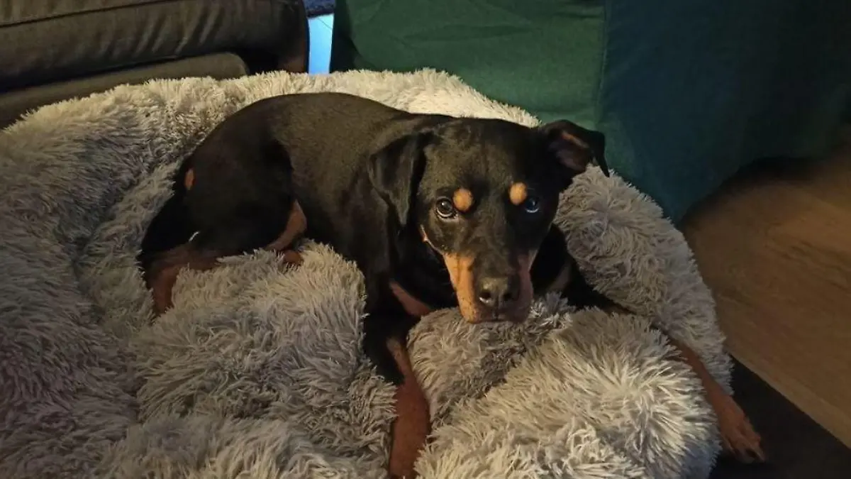 Kleiner Tierheimhund