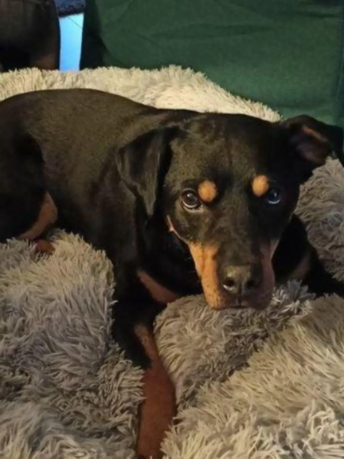 Kleiner Tierheimhund