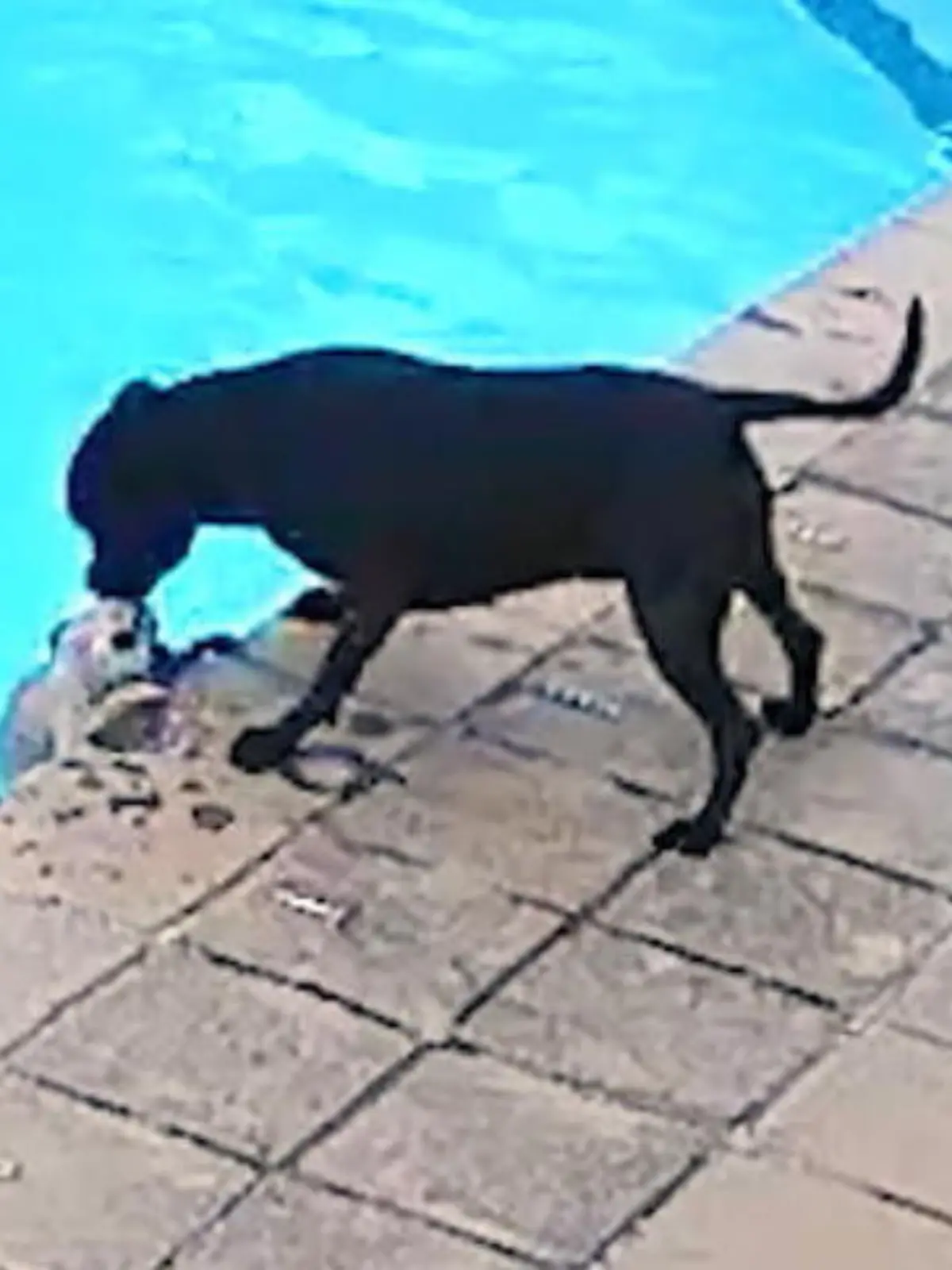 Hund Chucky fällt in den Pool. Zum Glück ist seine Freundin, Staffordshire Terrier Jessie, in der Nähe.