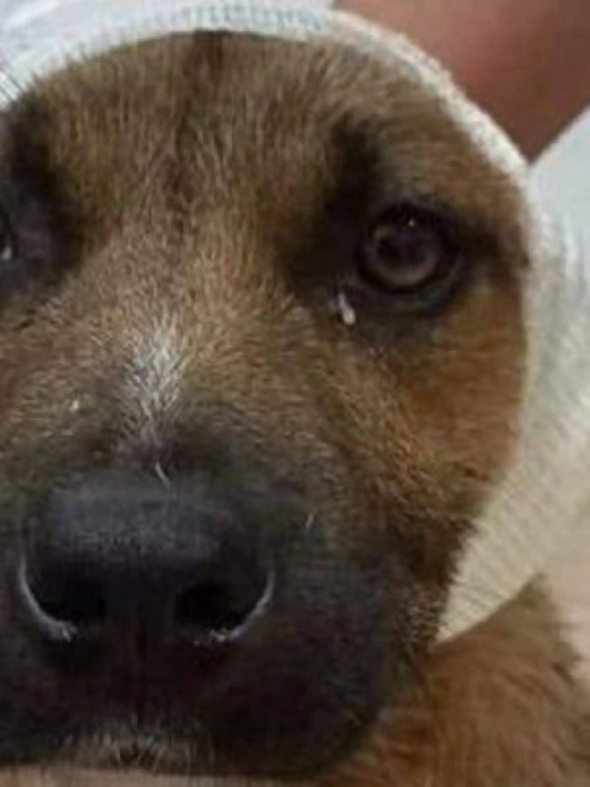 Grausame Kinder schnitten diesem süßen Hund die Ohren ab.