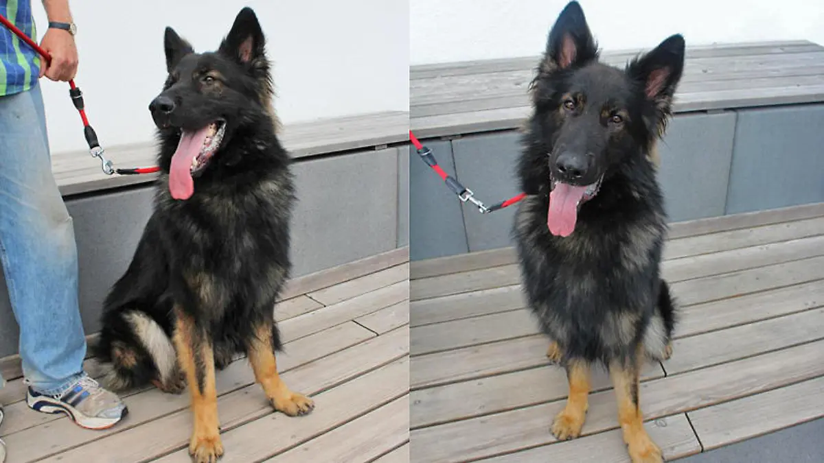 Schäferhund Ben