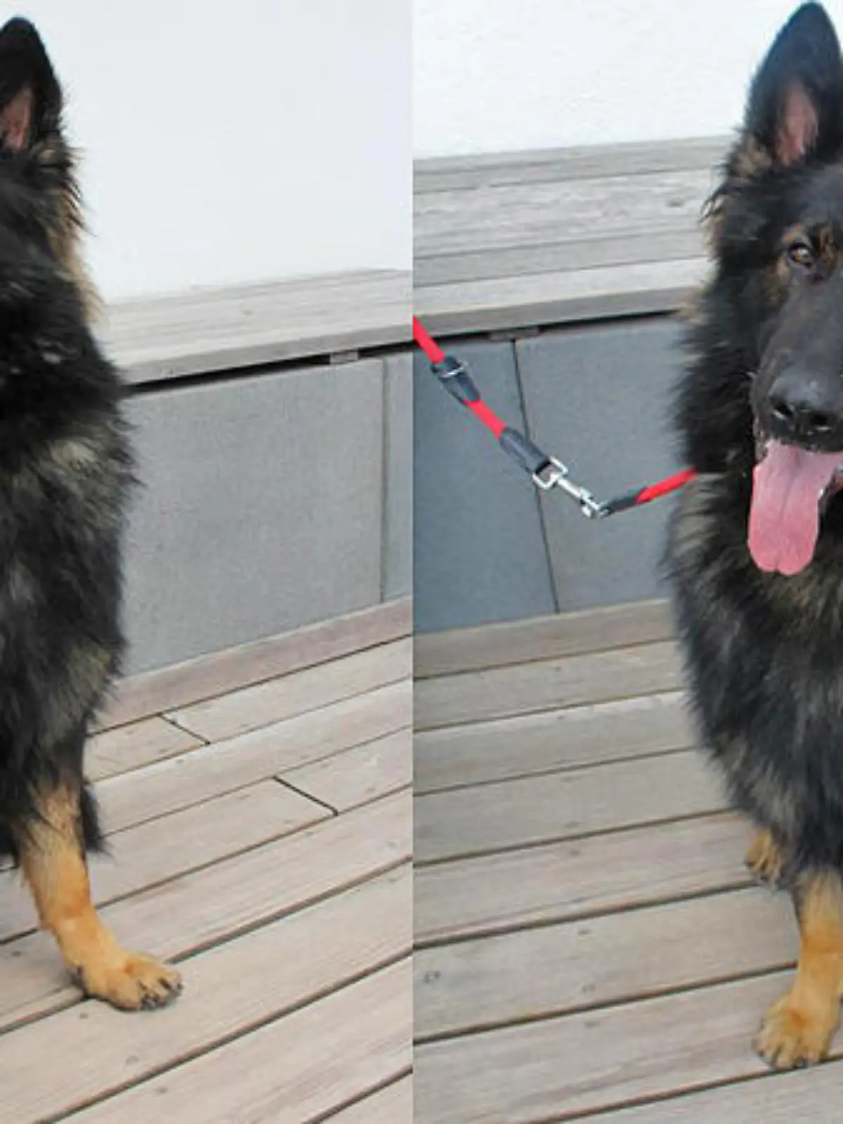 Schäferhund Ben
