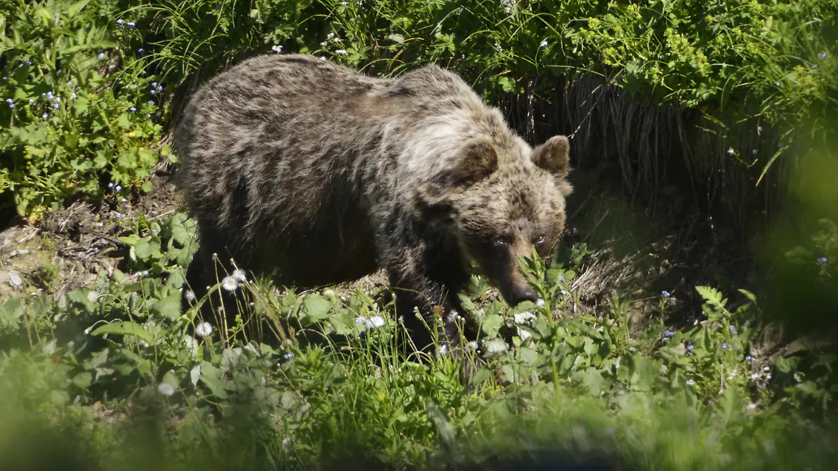 ARCHIV - 21.06.2017, Slowakei, Tatranská Javorina: Ein Braunbär ist im Tal Zadné Me·odoly in Tatranská Javorina unterwegs. (zu dpa "Die Rückkehr der Bären? - Wie es in Deutschland und Europa aussieht") Foto: Milan Kapusta/tasr/dpa +++ dpa-Bildfunk +++