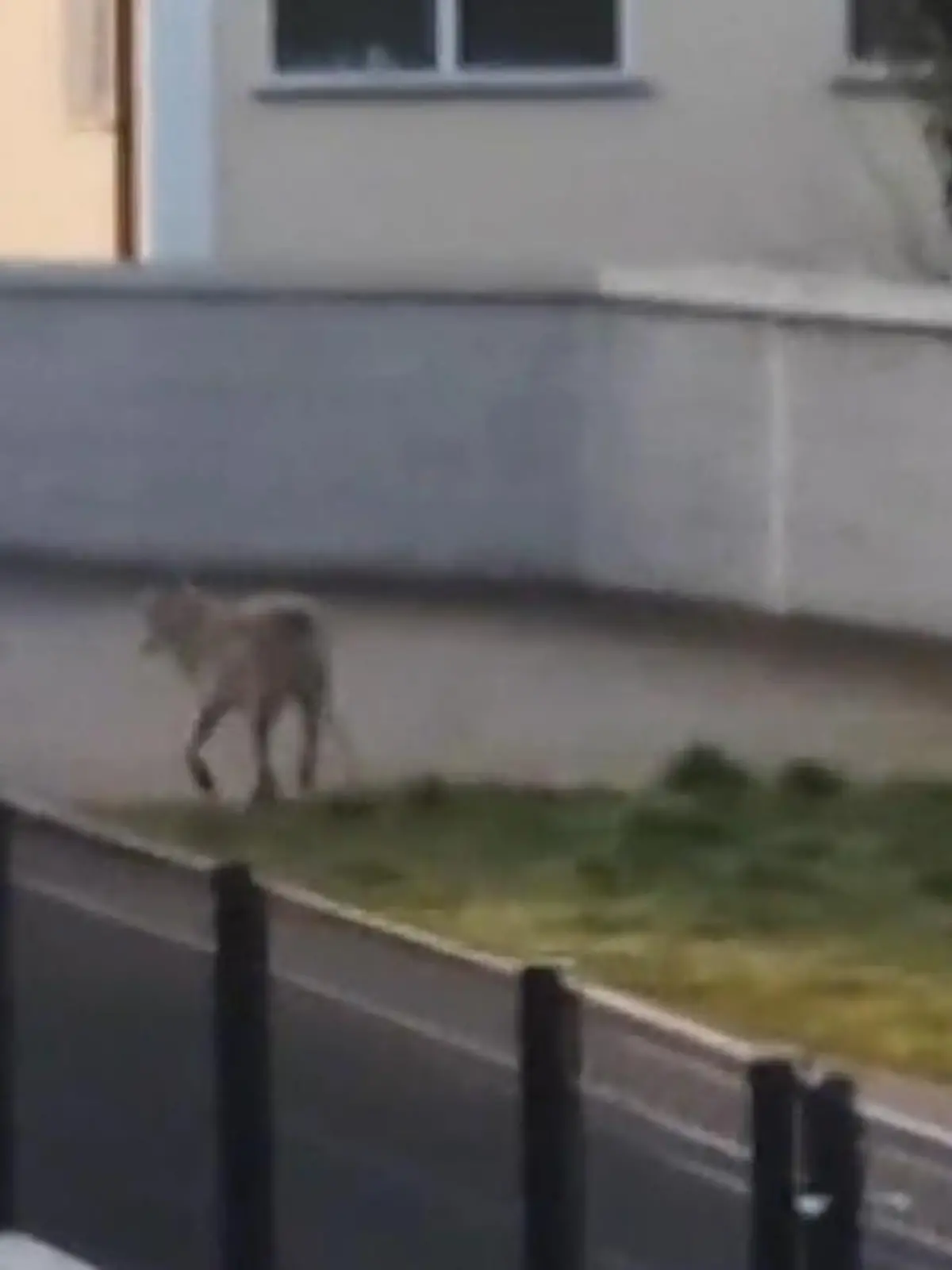 Der Wolf kommt! Die Menschen in Elster in Wittenberg konnten es kaum glauben: letzte Woche Dienstag ist ein Wolf gemütlich durch ihren Ort spaziert. Ausgerechet auf die Schule zu. Da kanns einem schon anders werden. Und das ist längst nicht die einzige Begegnung mit den gefürchteten Tieren in Deutschland.