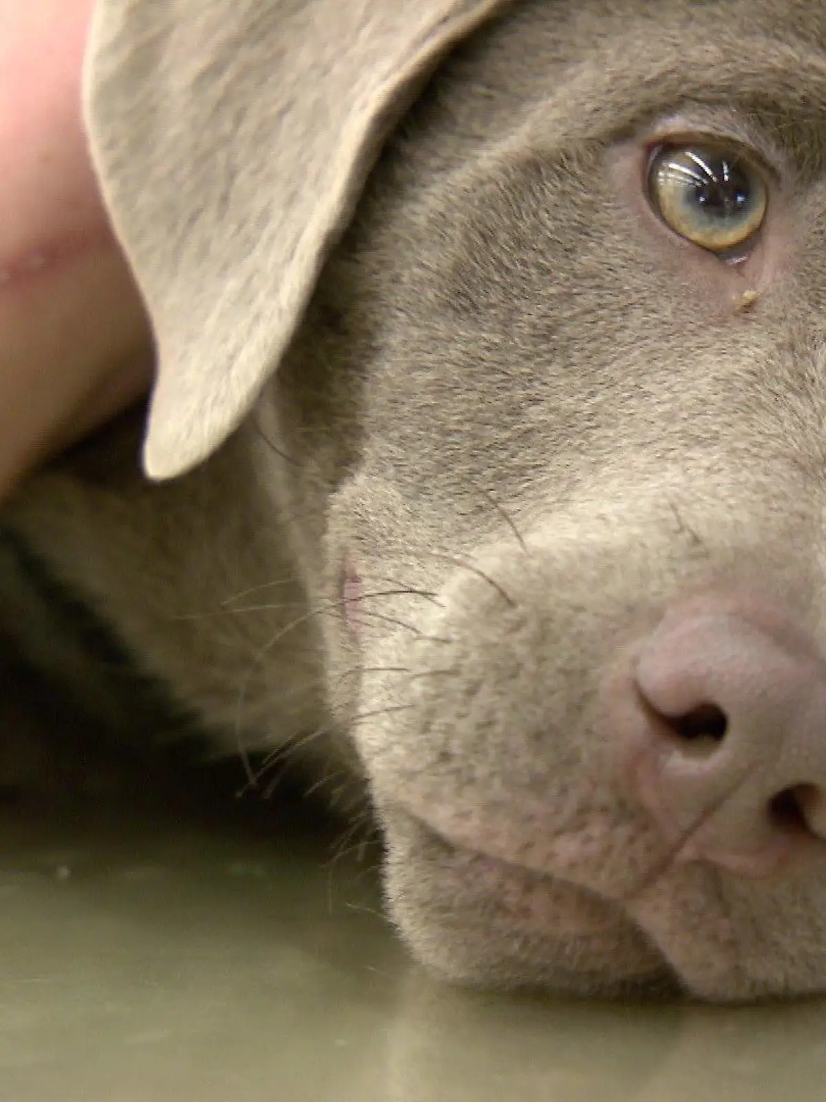 Labrador-Welpe Lilo ist von ihren neuen Besitzern offenbar misshandelt worden.