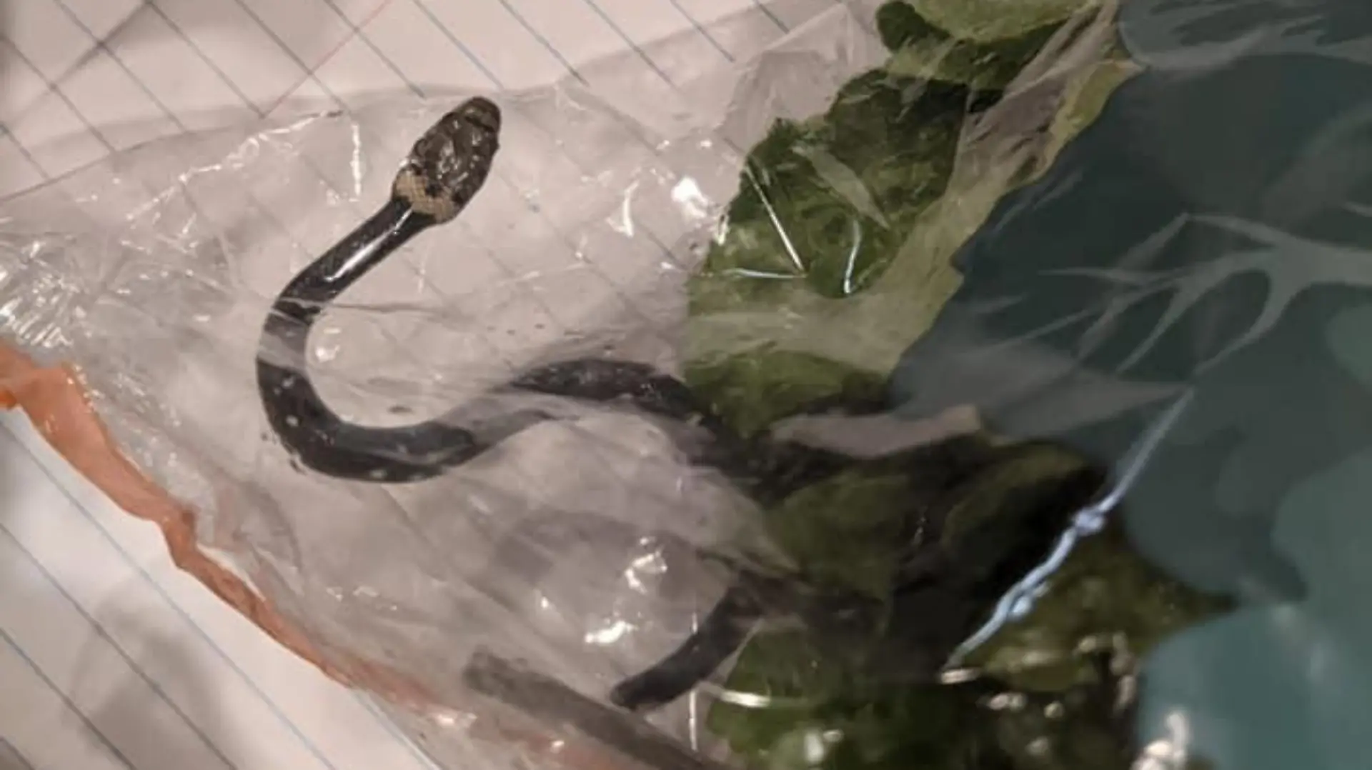 Schlangenart: "pale headed Snake"
