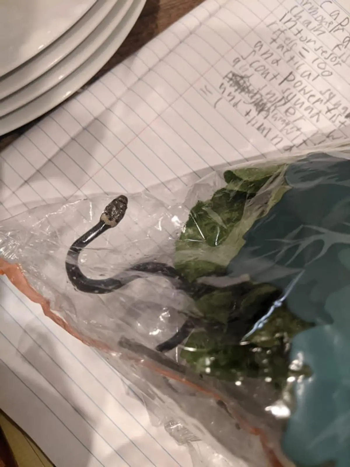 Schlangenart: "pale headed Snake"