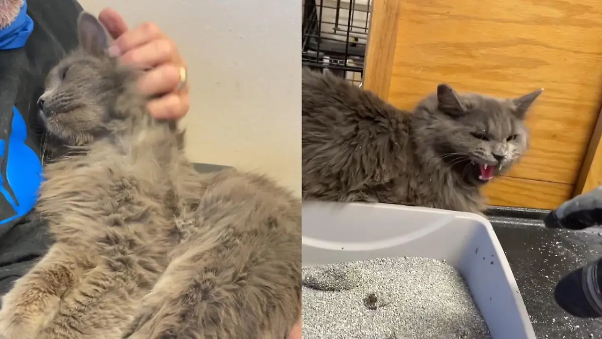 Video zeigt unterschiedliche Katzencharakter Extreme Unterschiede oder Verwandlung?