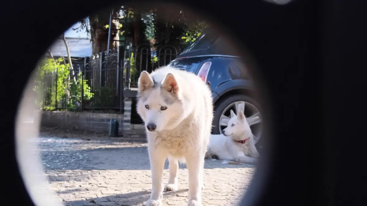 Besonderer Ausguck für fünf Huskys Hier gibts nichts zu sehen, oder doch?