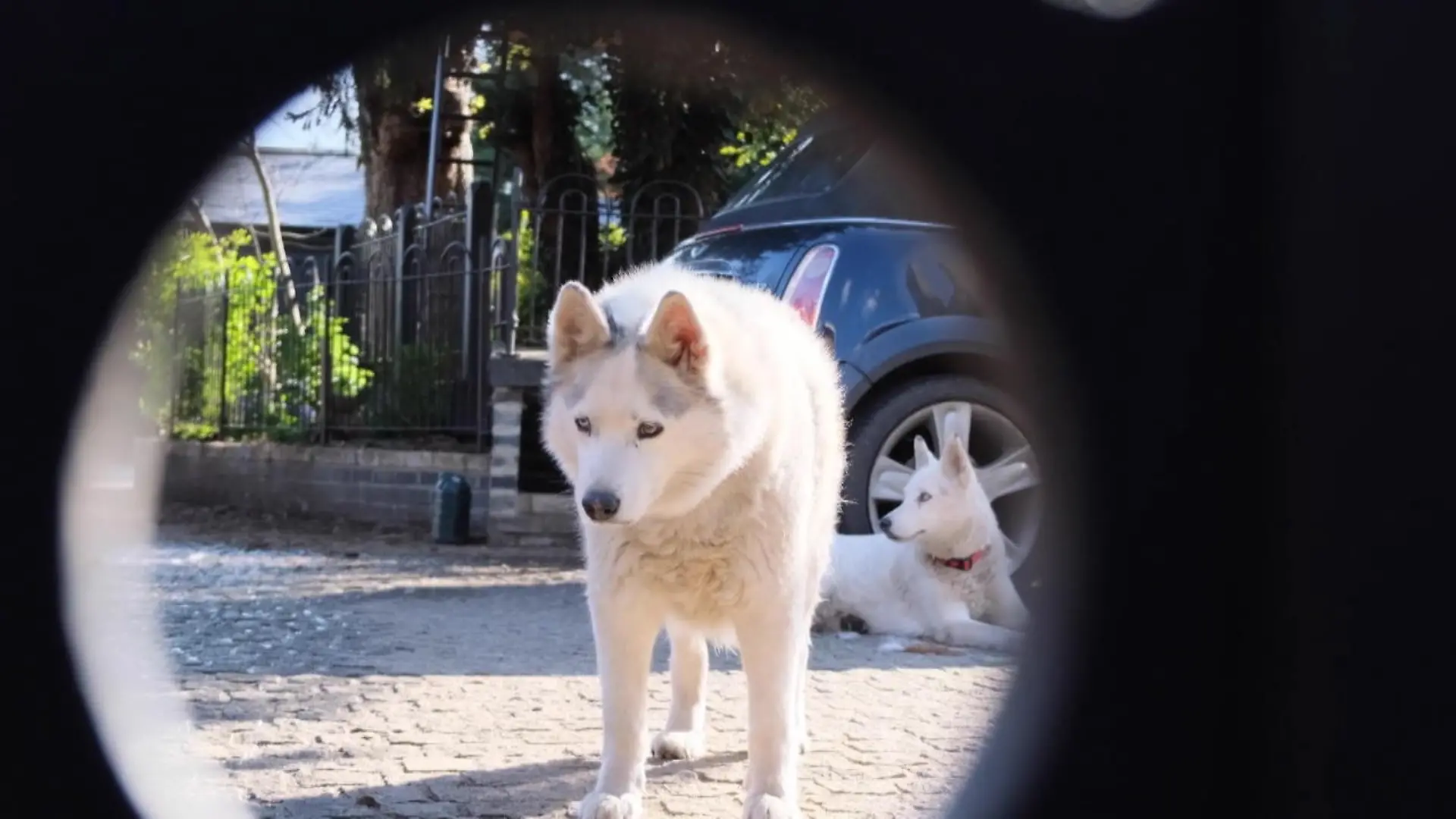 Besonderer Ausguck für fünf Huskys Hier gibts nichts zu sehen, oder doch?