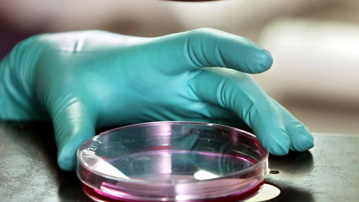Eine Angestellte im Betrieb EUFETS AG der Fresenius Biotech GmbH in Idar-Oberstein untersucht unter dem Mikroskop eine Petrischale mit Zellkultur (Bild vom 13.02.2004). Für die Sparte Biotech des Gesundheitskonzerns Fresenius werden bei der EUFETS AG (Europäisches Institut für Forschung und Entwicklung von Transplantationsstrategien) gentechnisch veränderte pharmazeutische Präparate für die Gentherapie entwickelt. Foto: Frank Rumpenhorst