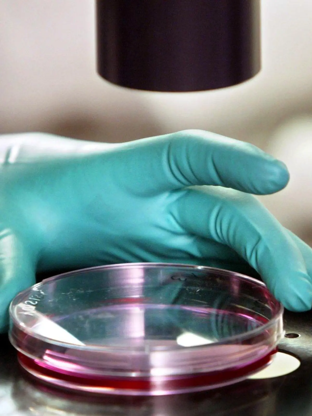 Eine Angestellte im Betrieb EUFETS AG der Fresenius Biotech GmbH in Idar-Oberstein untersucht unter dem Mikroskop eine Petrischale mit Zellkultur (Bild vom 13.02.2004). Für die Sparte Biotech des Gesundheitskonzerns Fresenius werden bei der EUFETS AG (Europäisches Institut für Forschung und Entwicklung von Transplantationsstrategien) gentechnisch veränderte pharmazeutische Präparate für die Gentherapie entwickelt. Foto: Frank Rumpenhorst