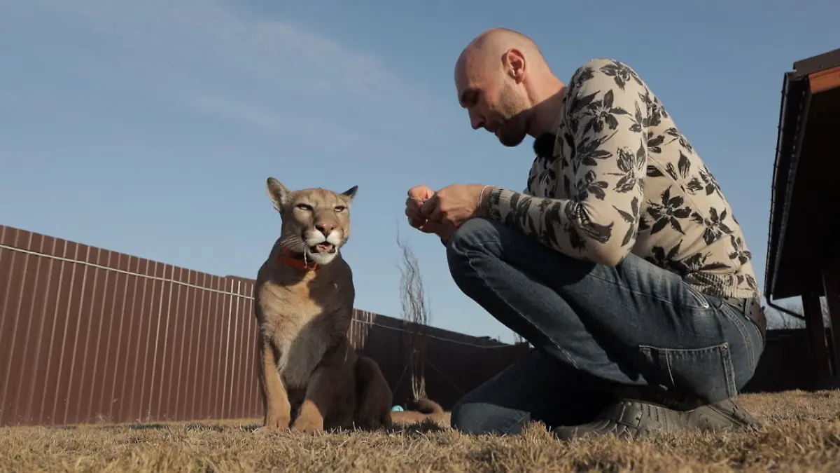 Großkatze als Haustier: RTL-Reporterin besucht einen Puma-Besitzer in ...