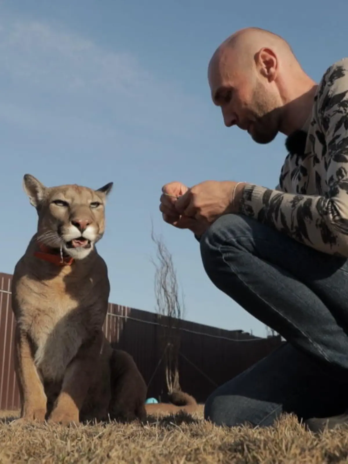 Bild zu: "Reporterin besucht Wildkatzen-Halter"
