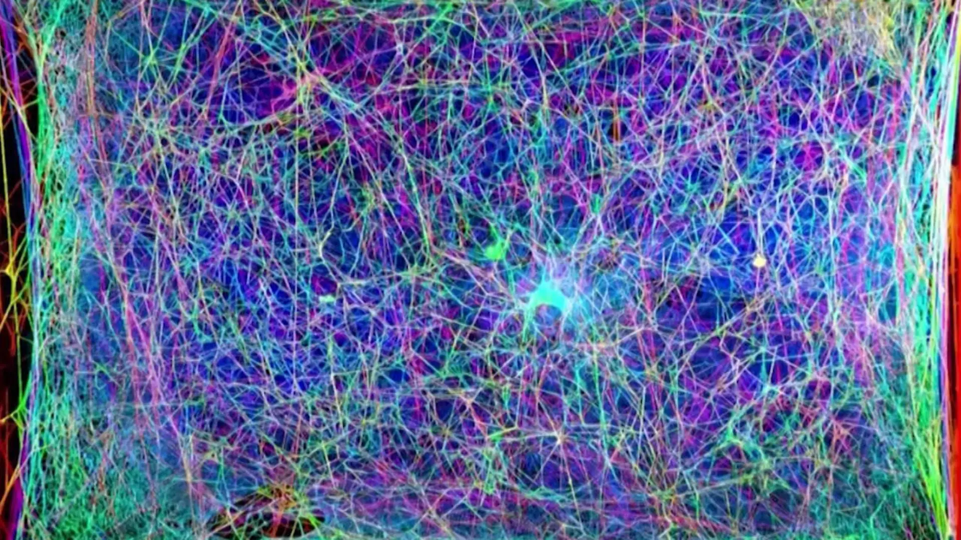 Klingende Spinnennetze Forschungsprojekt