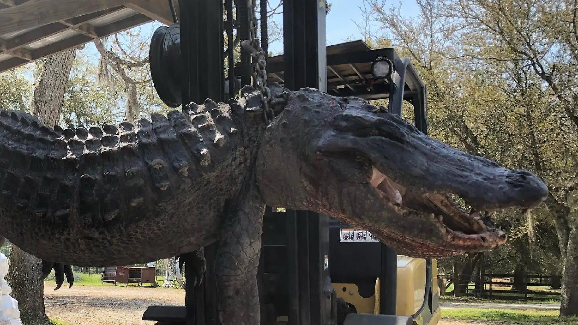 Dreieinhalb Meter lang und 200 Kilo schwer: erlegter Alligator in South Carolina