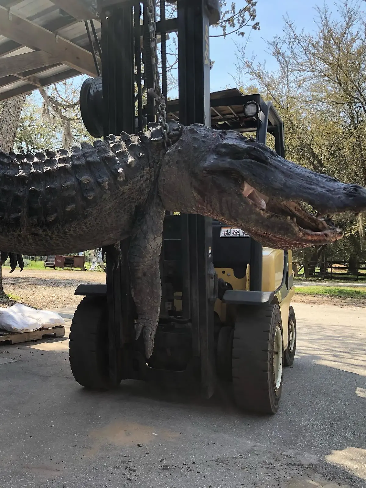 Dreieinhalb Meter lang und 200 Kilo schwer: erlegter Alligator in South Carolina