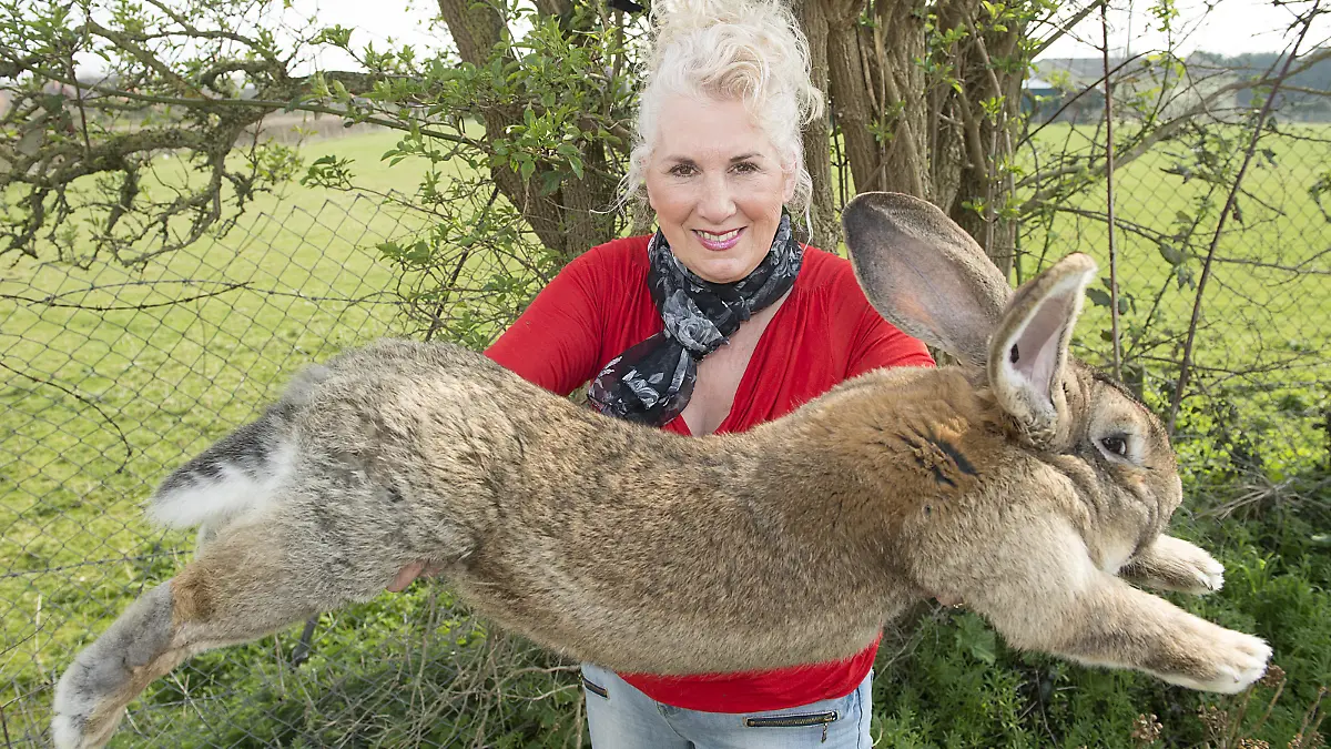 Annette Edwards From Stoulton Worcestershire Who Has A Champion Giant Rabbit Darius And His Son Jeff Who Is Catching Up Fast.