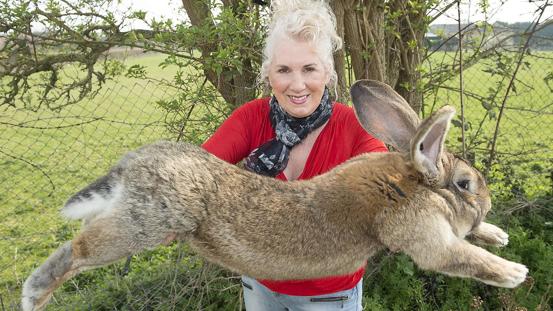 Annette Edwards From Stoulton Worcestershire Who Has A Champion Giant Rabbit Darius And His Son Jeff Who Is Catching Up Fast.