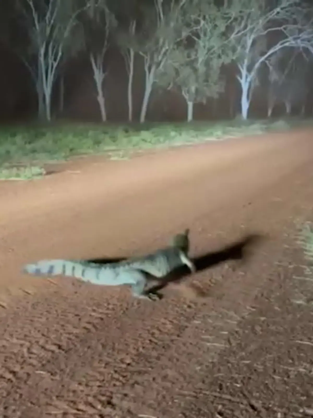 Bild zu: "Überraschung im australischen Outback"