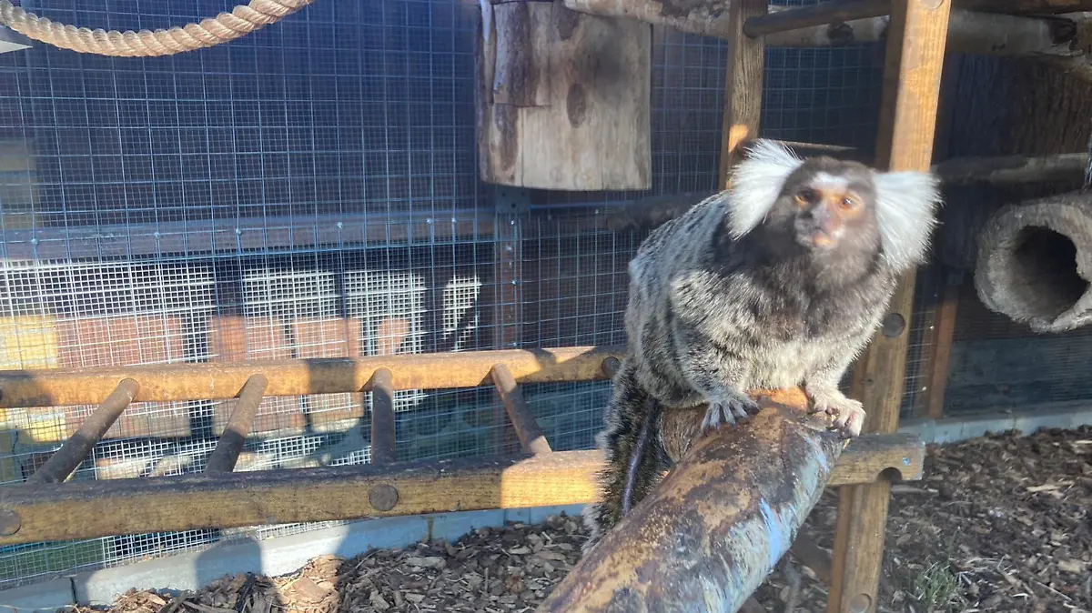 Weißbüschelaffen-Mama