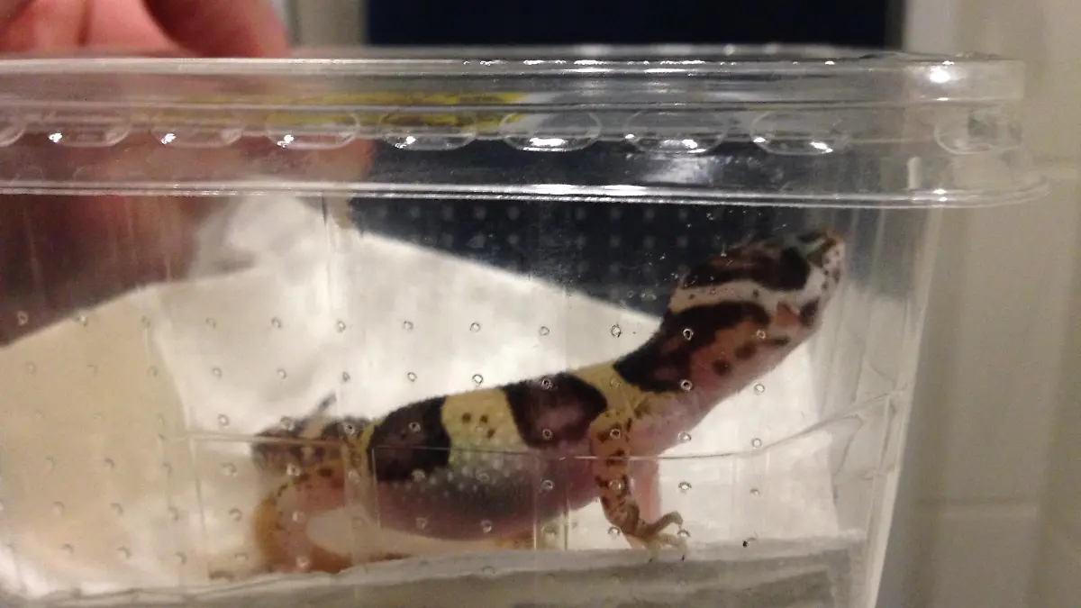 Nicht artgerecht: Leopardengecko in Plastik-Box