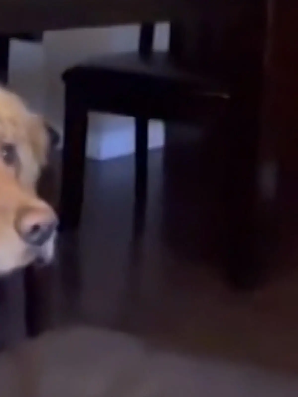 Während eines Filmabends gruselt es Golden-Retriever-Hündin Ellie so sehr, dass sie es nicht mehr auf dem Sofa aushält.