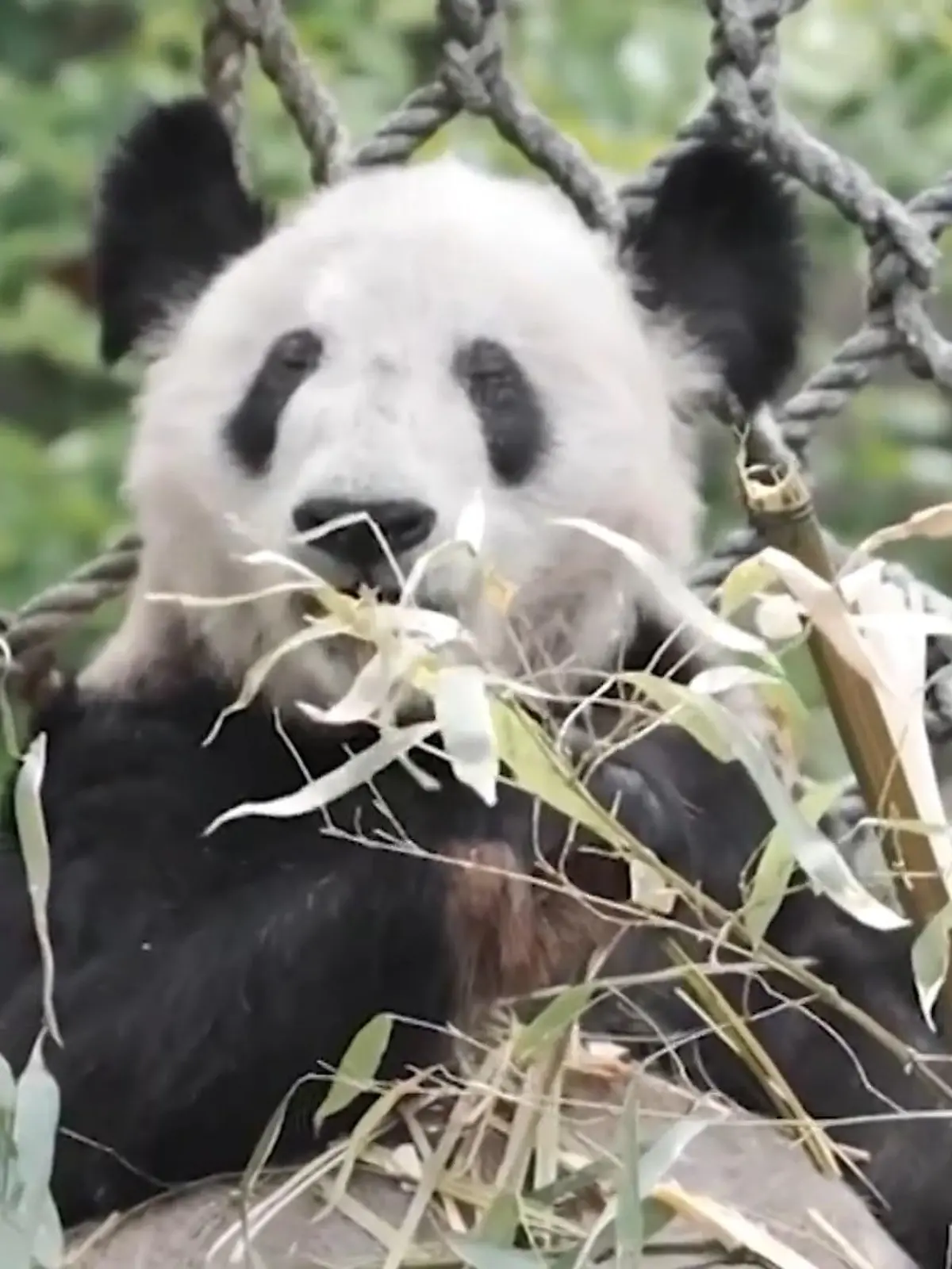 Nach 22 Jahren begibt sich Panda-Dame Ya Ya auf eine mehr als 11.000 Kilometer lange Reise – zum zweiten Mal in ihrem Leben. Denn damals wurde sie als Jungtier von China in die USA gebracht, um im Rahmen der Panda-Diplomatie die politischen Beziehungen zwischen den Vereinigten Staaten und China zu verbessern. Jetzt wird Ya Ya zurück in seine Heimat gebracht – eine Reise, die es in sich hat.