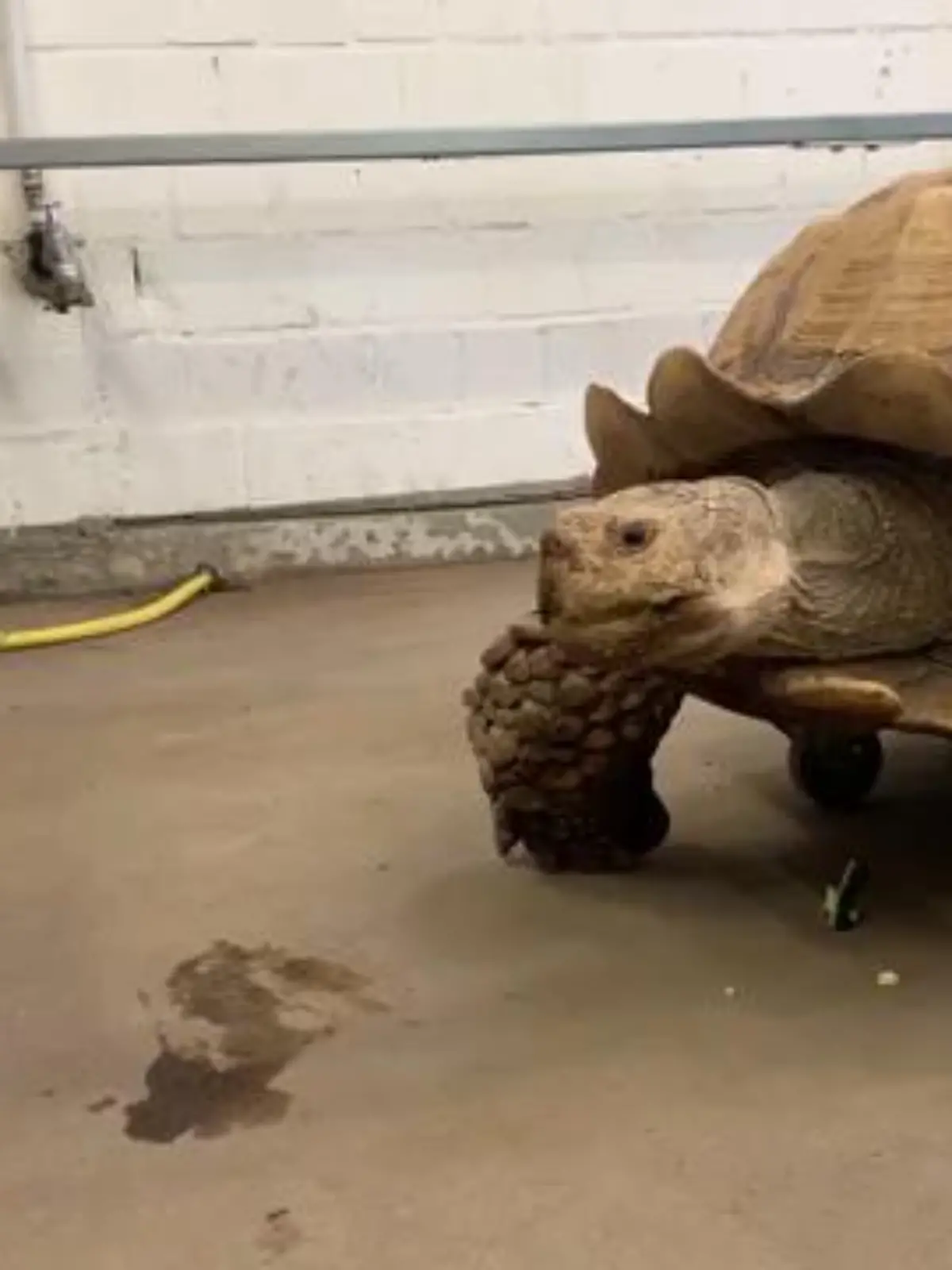 Eine Schildkröte fährt sozusagen Skateboard. Im Gelsenkirchener Zoo. Das Tier ist nen richtiger Oschi, wiegt 100 Kilo und wird liebevoll Helmuth genannt. Der Grund warum das Tier auf Rollen unterwegs ist, ist traurig.
