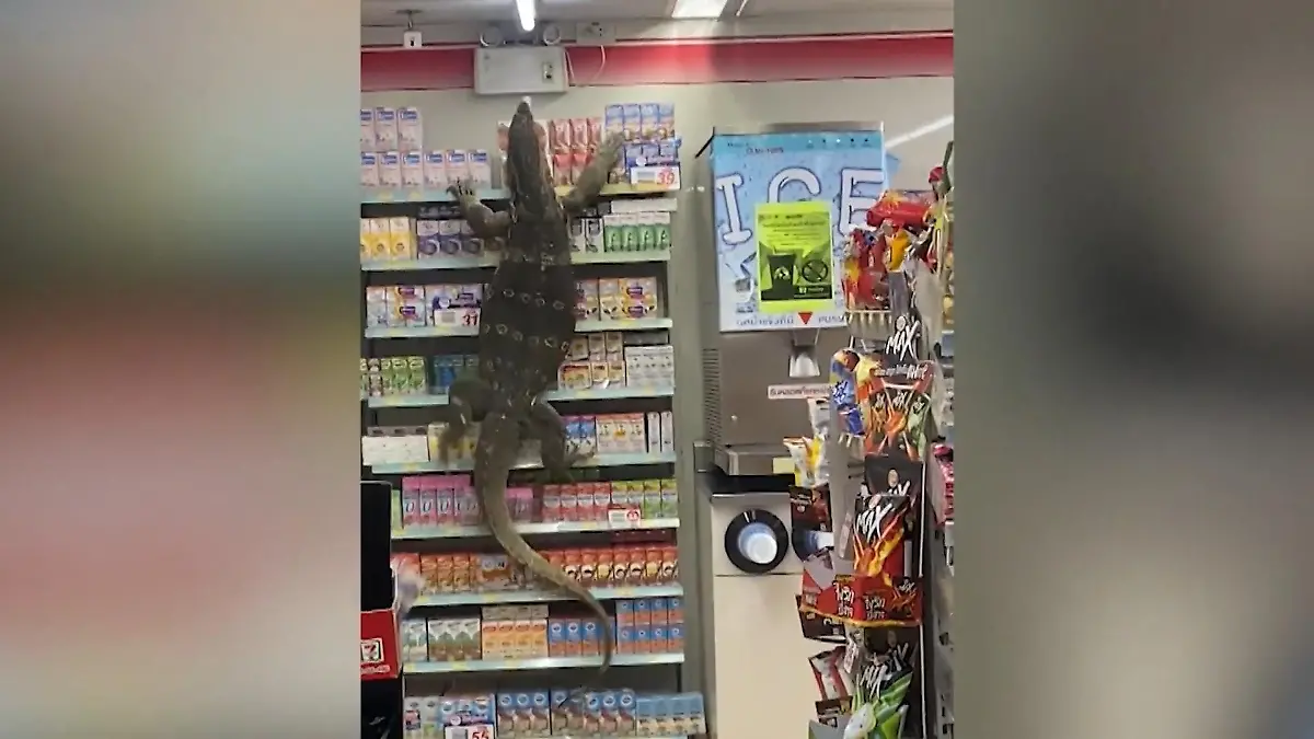 Waran auf Shopping-Tour Echse klettert auf Regal