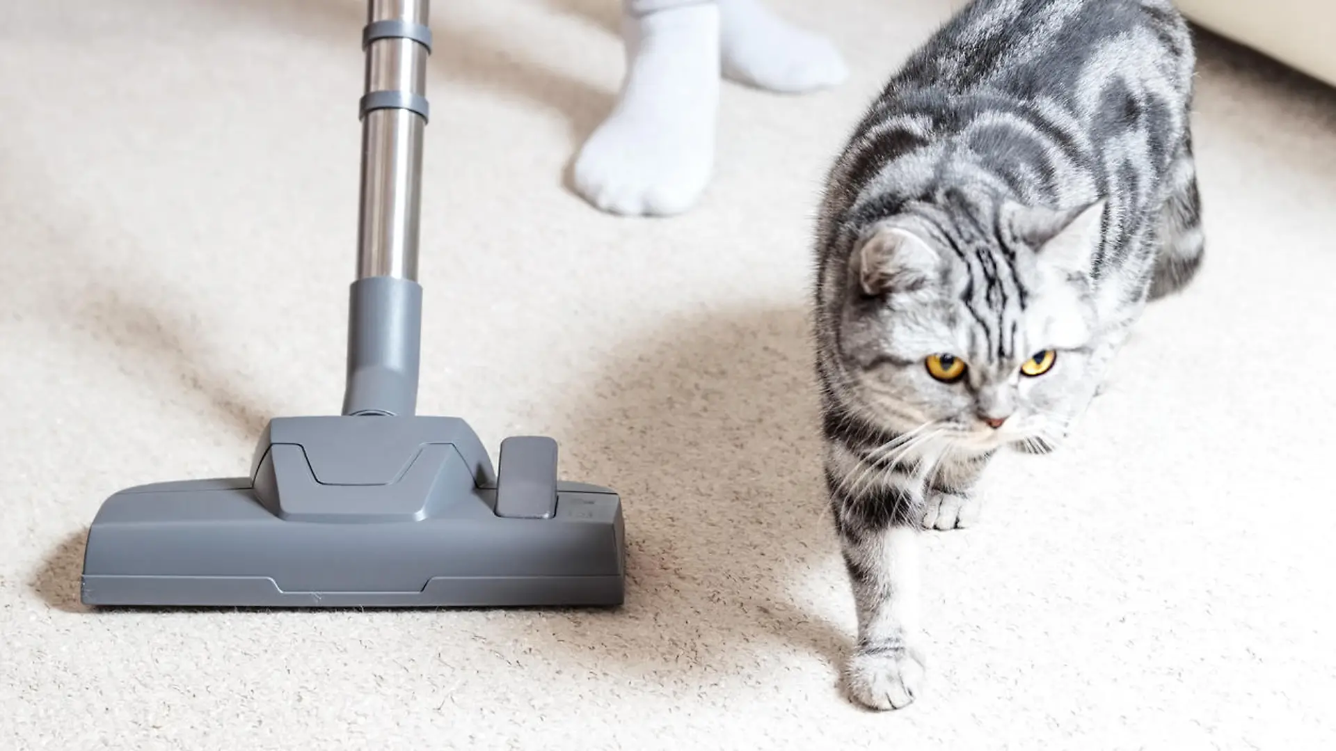 Staubsauger für Tierhaare