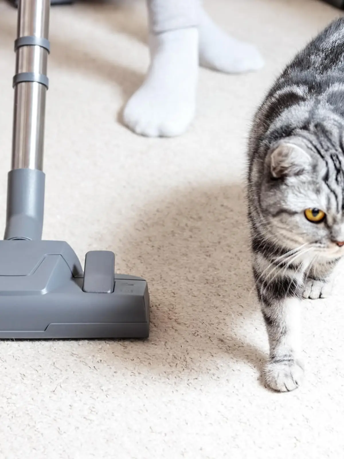 Staubsauger für Tierhaare
