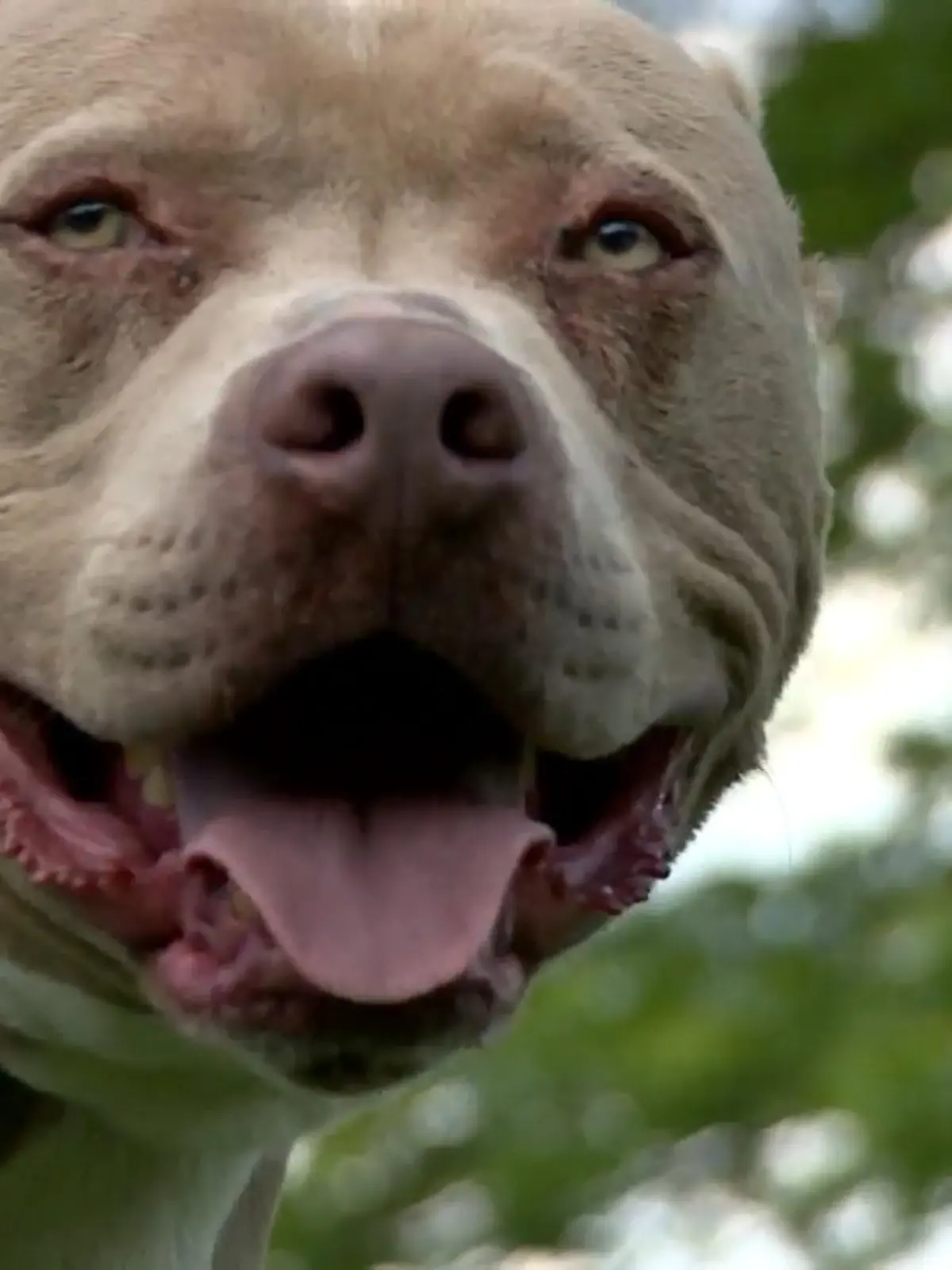Sechs Jahre lang hatte Tara Hillis aus Georgia in den USA gehofft, ihren geliebten Hund wiederzufinden. Und tatsächlich: Pitbull Chief ist wieder aufgetaucht – ganze 500 Kilometer von seinem Zuhause entfernt in West Virginia. Wie er dorthin gekommen ist, weiß Tara nicht. Wer den Hund gefunden hat und wie emotional Frauchen Tara reagiert, als sie erfährt, dass Chief lebt, sehen Sie im Video.