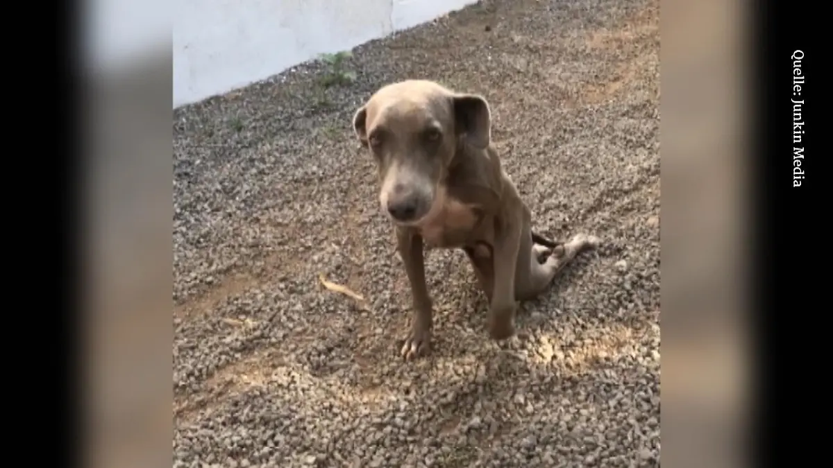 Frau rettet Hund: Völlig abgemagert und humpelnd