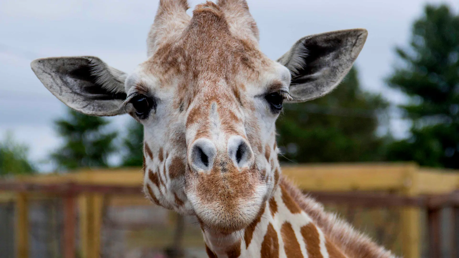 This undated photo, provided by Animal Adventure Park on Sunday, June 3, 2018, shows a giraffe named April at Animal Adventure Park in Harpursville, N.Y. Park officials said 20-year-old April was euthanized "due to her worsening arthritis." (Animal Adventure Park via AP)
