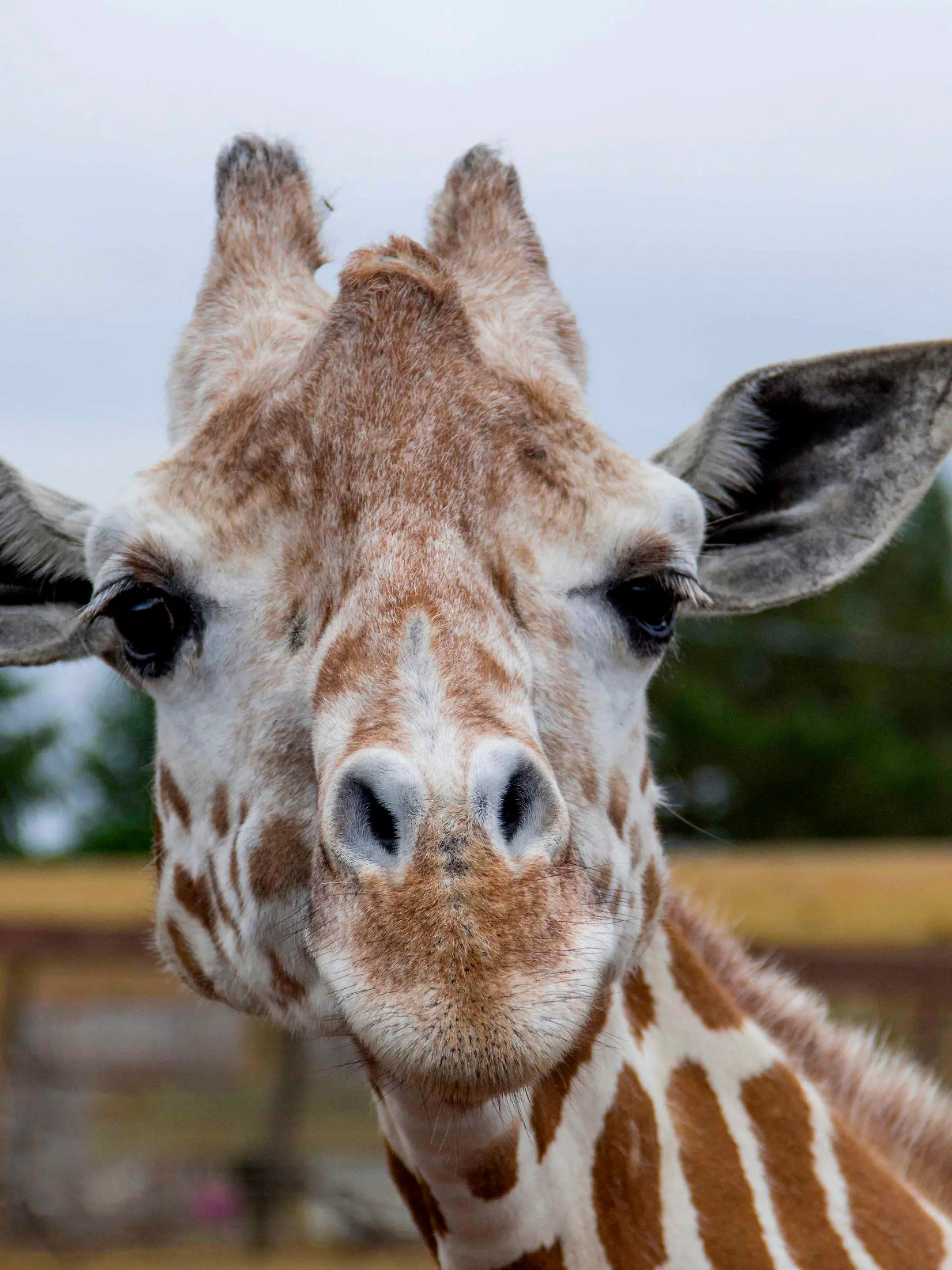 This undated photo, provided by Animal Adventure Park on Sunday, June 3, 2018, shows a giraffe named April at Animal Adventure Park in Harpursville, N.Y. Park officials said 20-year-old April was euthanized "due to her worsening arthritis." (Animal Adventure Park via AP)