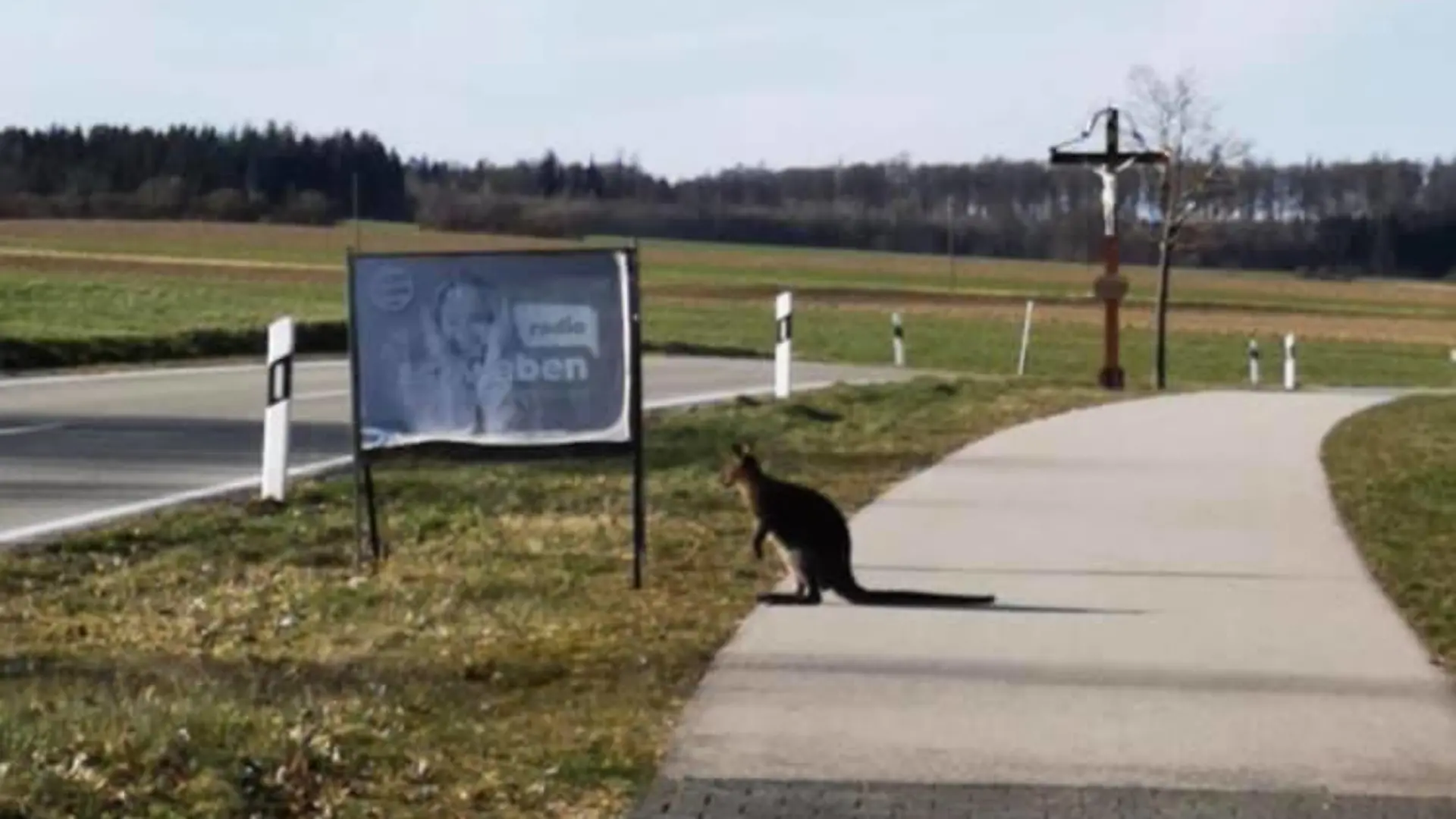 Dieses Känguru läuft offenbar frei in Erkhausen herum.