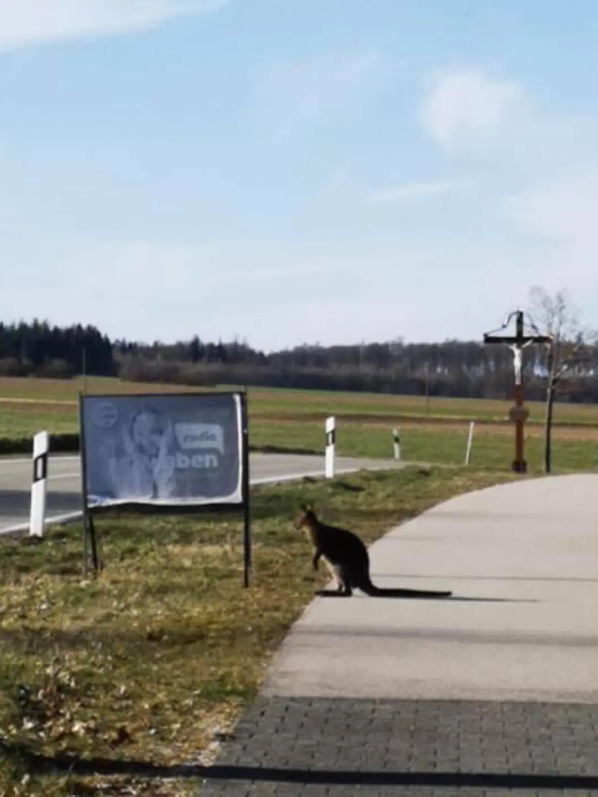 Dieses Känguru läuft offenbar frei in Erkhausen herum.