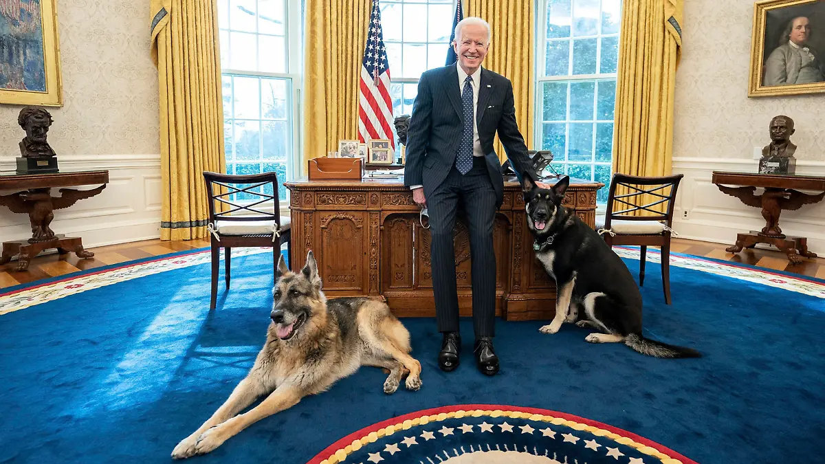 Washington, die Hunde von US-Präsident Biden müssen das Weiße Haus verlassen - Archivbilder STYLELOCATIONU.S President Joe Biden poses with the family dogs, Champ and Major in the Oval Office of the White House February 9, 2021 in Washington, D.C. Washington United States of America - ZUMAp138 20210209_zaa_p138_009 Copyright: xAdamxSchultz/WhitexHousex