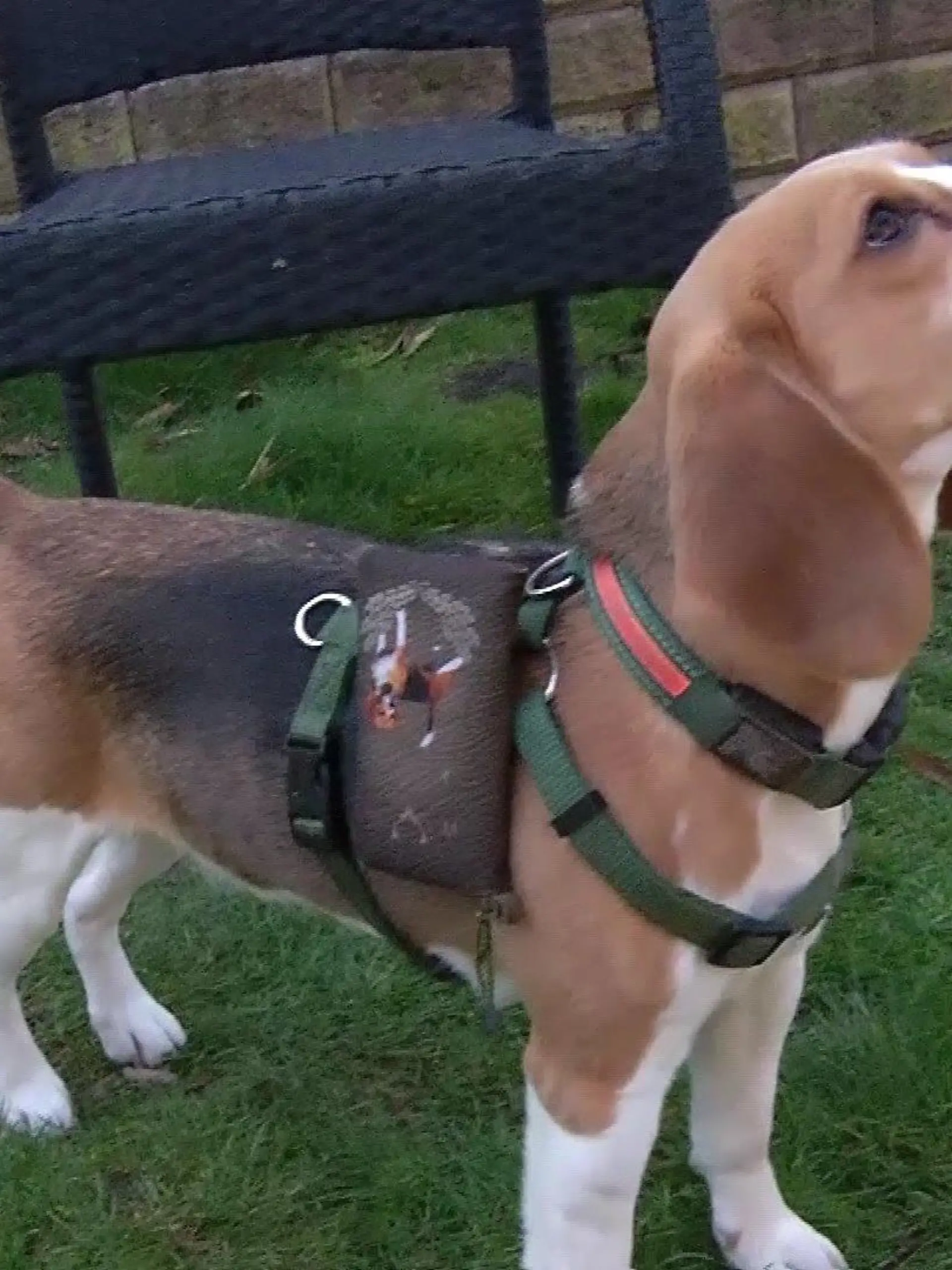 Die Beagle-Hündin absolvierte gerade ihre Spurlautprüfung, als sie entführt wurde.