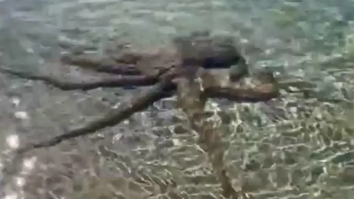 Dieser aggressive Oktopus schlang sich um den Hals von Familienvater Lance Karlson.