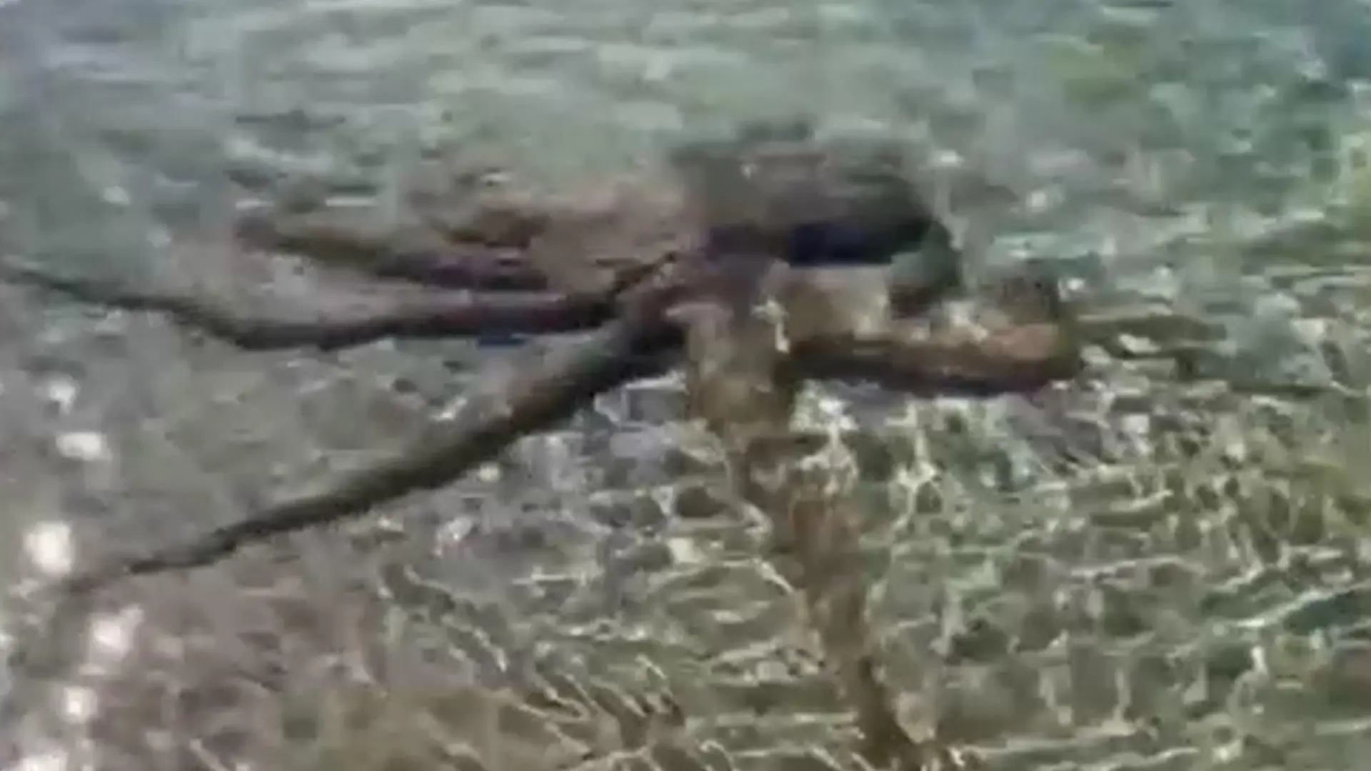Dieser aggressive Oktopus schlang sich um den Hals von Familienvater Lance Karlson.
