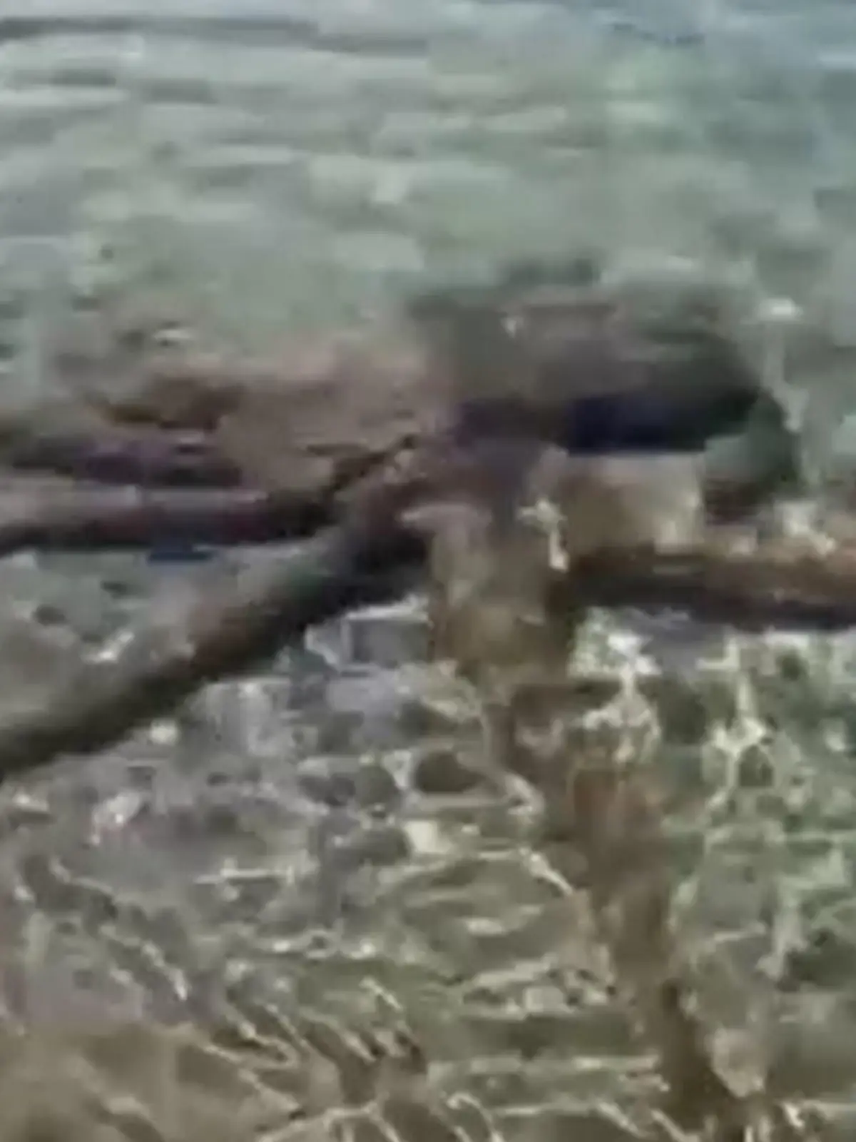 Dieser aggressive Oktopus schlang sich um den Hals von Familienvater Lance Karlson.