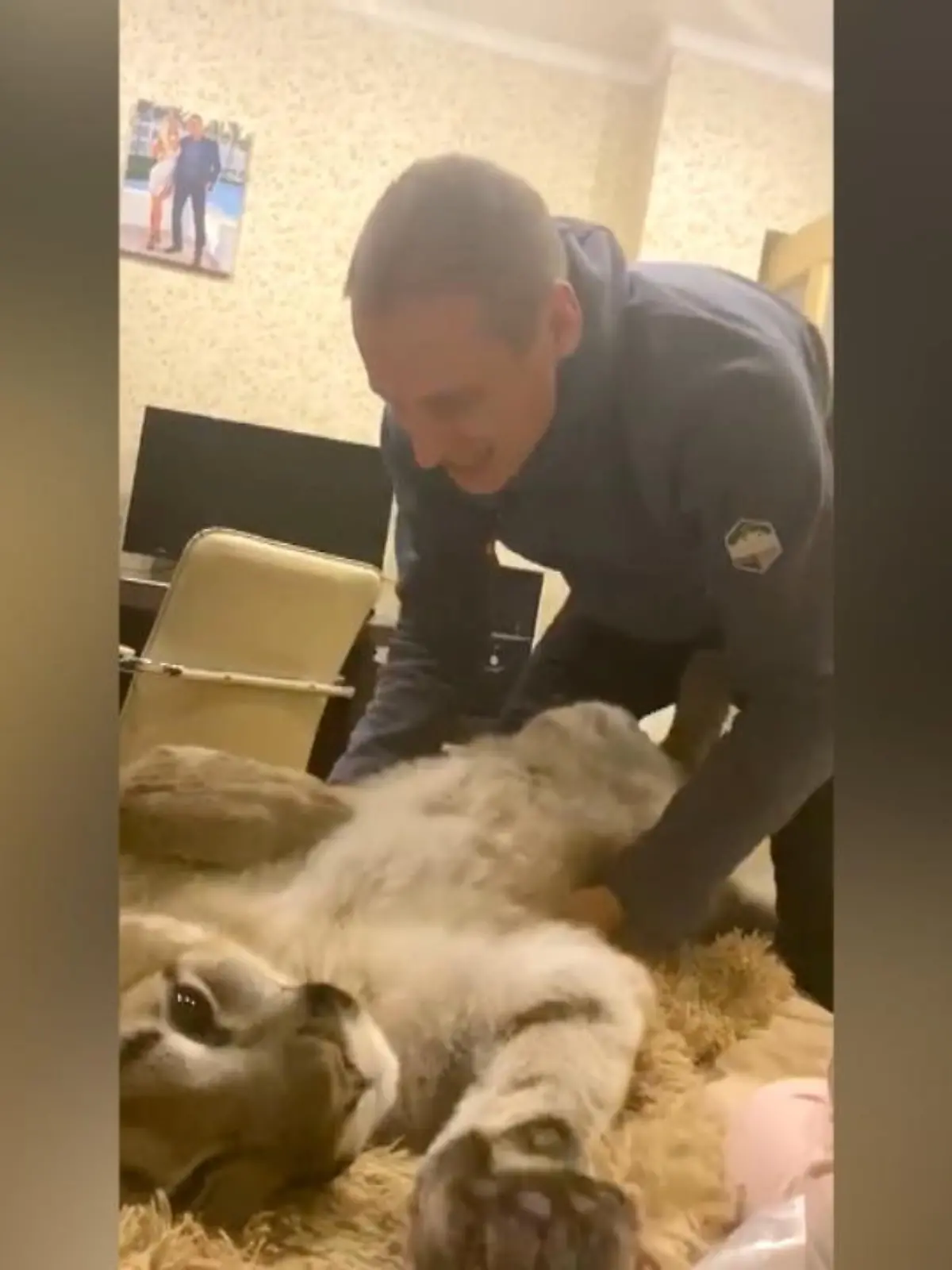Bild zu: "Paar hält Puma als Haustier"