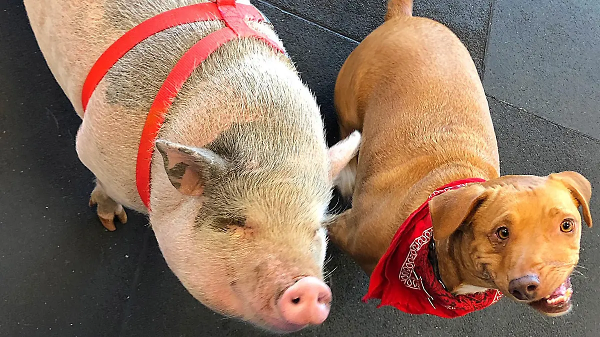 Hund Picasso und Schwein Pax