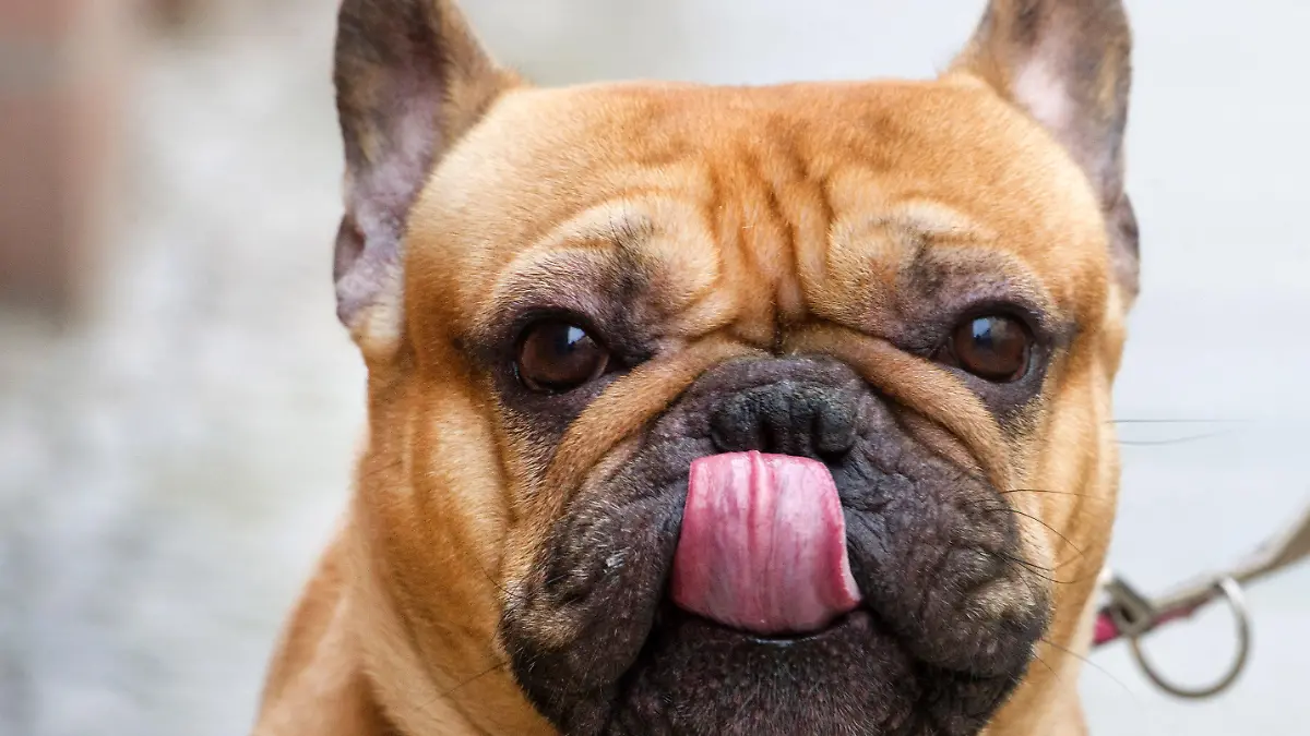 Hund Diego (Französische Bulldogge) steht am 07.04.2015 in Stralsund (Mecklenburg-Vorpommern) auf dem Bürgersteig und wartet auf seinen Besitzer. Die Landeshauptstadt Schwerin zählt die Hunde ihrer Bewohner und will damit mehr Steuern einnehmen. Vom 25. April an klingeln Mitarbeiter des Ordnungsdienstes an Wohnungstüren und erfassen die im Haushalt lebenden Hunde. Wer bis zum 24. April seinen bisher nicht registrierten Hund anmeldet, könne ein Bußgeldverfahren vermeiden, hieß es. Foto: Stefan Sauer/dpa (zu dpa "Landeshauptstadt zählt Hunde - Ziel sind mehr Steuereinnahmen" vom 08.04.2015) +++(c) dpa - Bildfunk+++