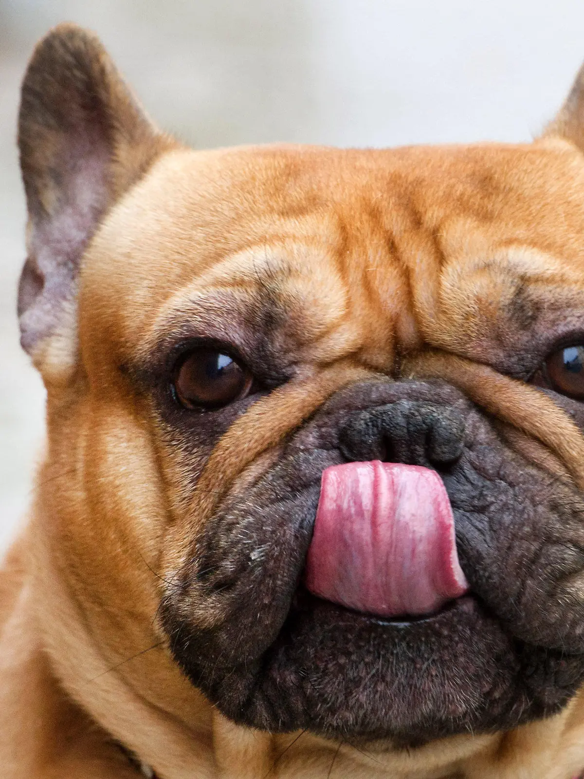 Hund Diego (Französische Bulldogge) steht am 07.04.2015 in Stralsund (Mecklenburg-Vorpommern) auf dem Bürgersteig und wartet auf seinen Besitzer. Die Landeshauptstadt Schwerin zählt die Hunde ihrer Bewohner und will damit mehr Steuern einnehmen. Vom 25. April an klingeln Mitarbeiter des Ordnungsdienstes an Wohnungstüren und erfassen die im Haushalt lebenden Hunde. Wer bis zum 24. April seinen bisher nicht registrierten Hund anmeldet, könne ein Bußgeldverfahren vermeiden, hieß es. Foto: Stefan Sauer/dpa (zu dpa "Landeshauptstadt zählt Hunde - Ziel sind mehr Steuereinnahmen" vom 08.04.2015) +++(c) dpa - Bildfunk+++