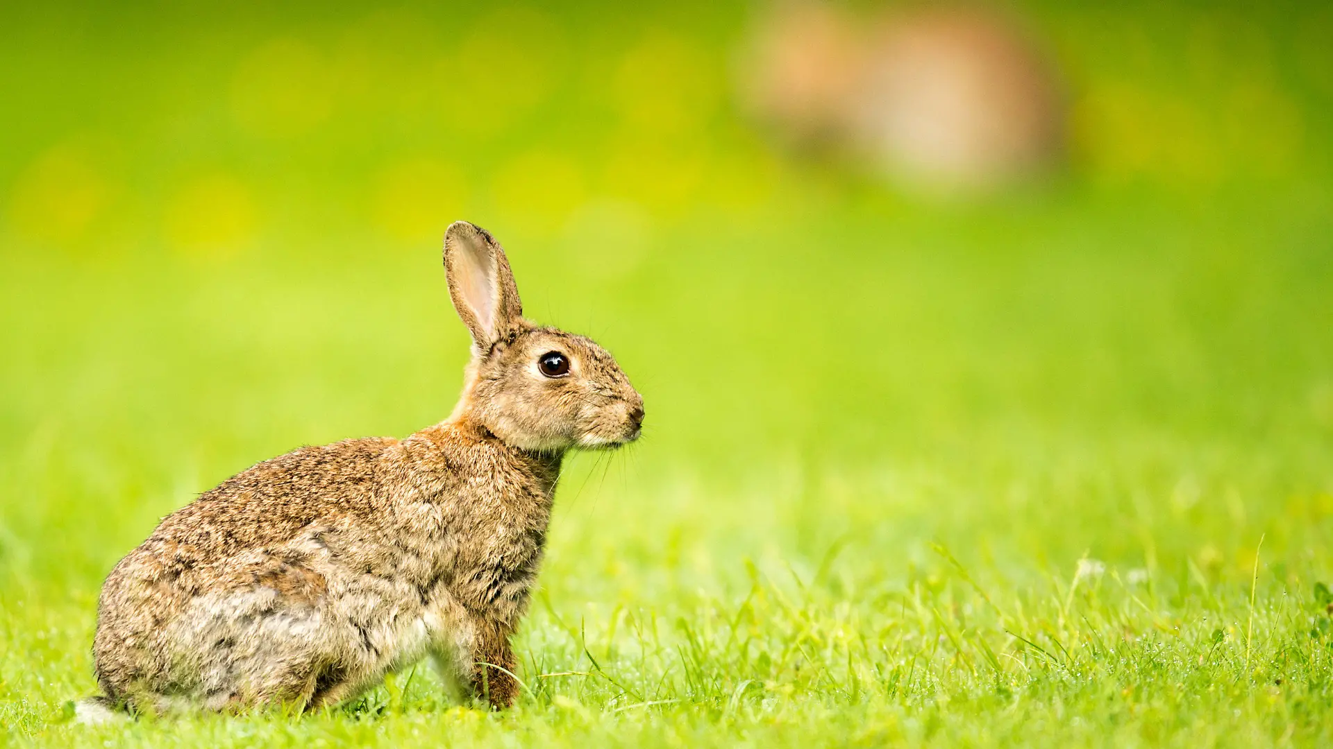 ARCHIV - 24.05.2016, Berlin: Kaninchen sitzen im Tiergarten auf einer Wiese. Passend zum nahenden Osterfest sind alle Berlinerinnen und Berliner dazu aufgerufen, Feldhasen und Wildkaninchen zu beobachten und zu zählen. (zu dpa «Hase oder doch Kaninchen? Berliner zum Zählen aufgerufen») Foto: Alexander Heinl/dpa +++ dpa-Bildfunk +++