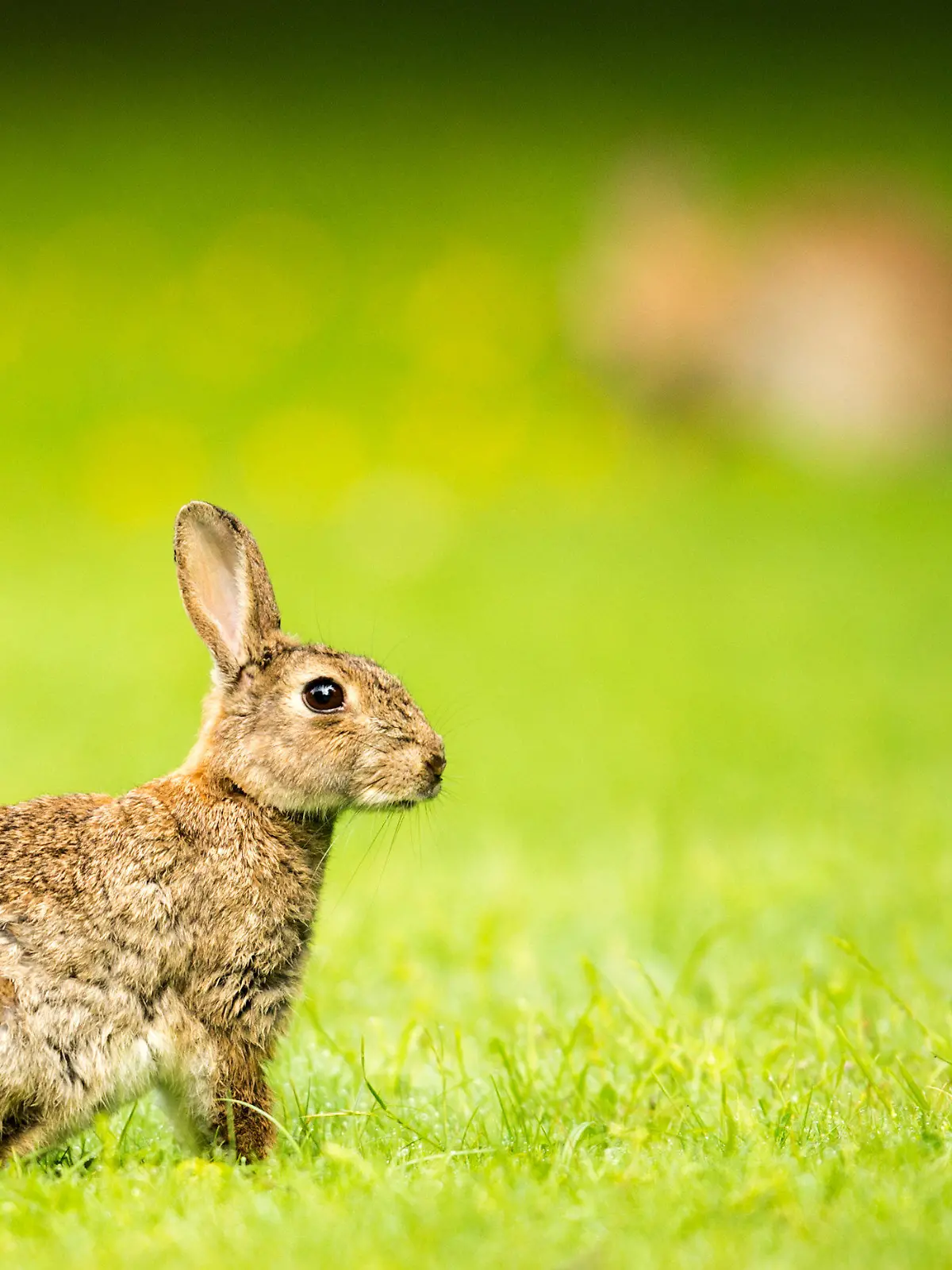 ARCHIV - 24.05.2016, Berlin: Kaninchen sitzen im Tiergarten auf einer Wiese. Passend zum nahenden Osterfest sind alle Berlinerinnen und Berliner dazu aufgerufen, Feldhasen und Wildkaninchen zu beobachten und zu zählen. (zu dpa «Hase oder doch Kaninchen? Berliner zum Zählen aufgerufen») Foto: Alexander Heinl/dpa +++ dpa-Bildfunk +++